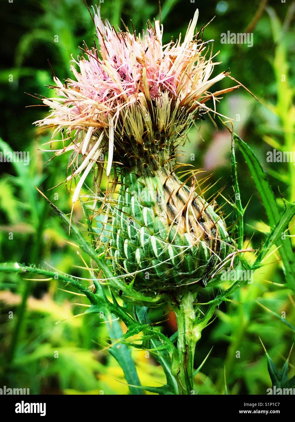 Thistle Bloom und Büschel, aus der Nähe. Stockfoto