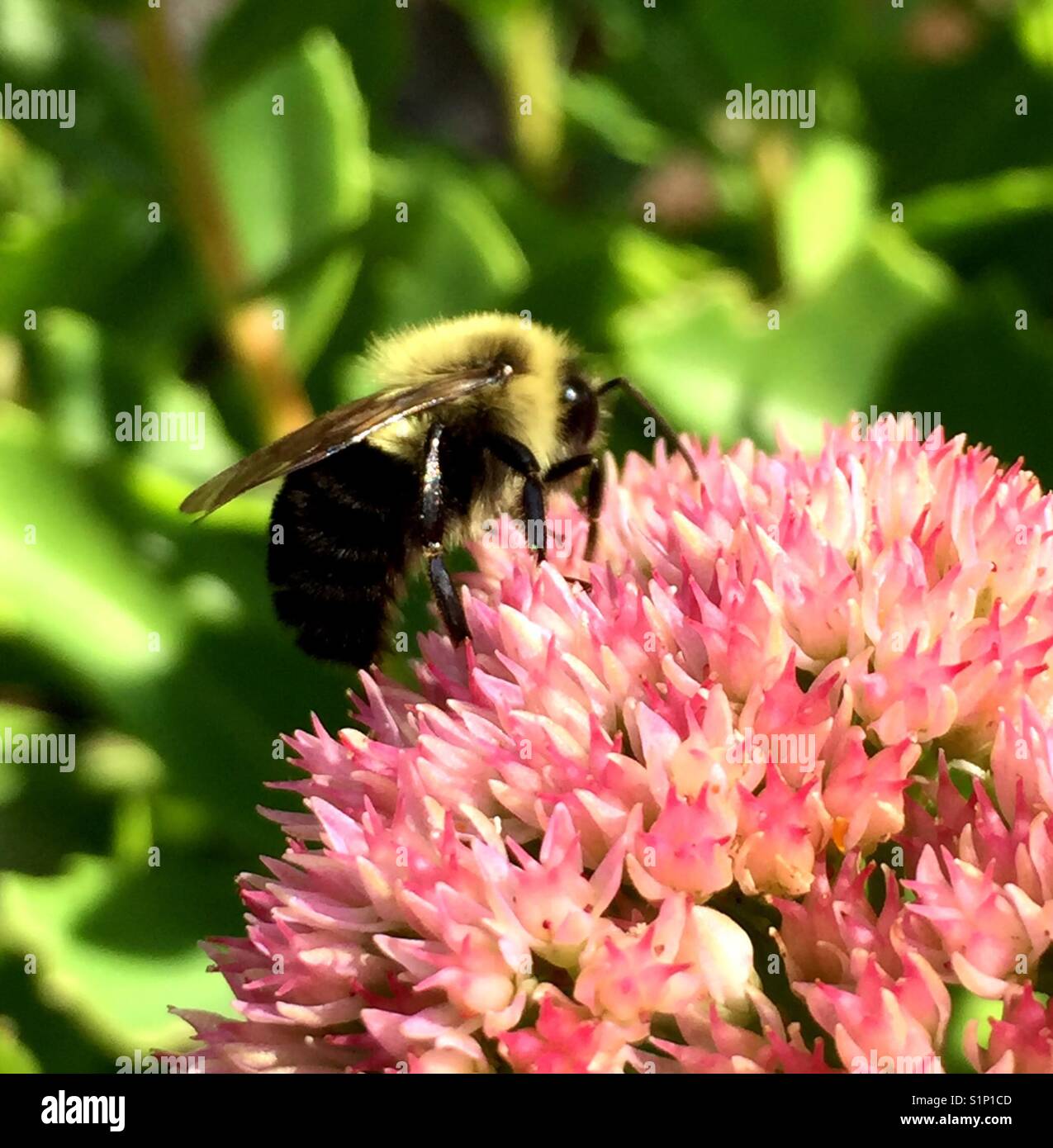 Biene, Blume & Pollen Stockfoto