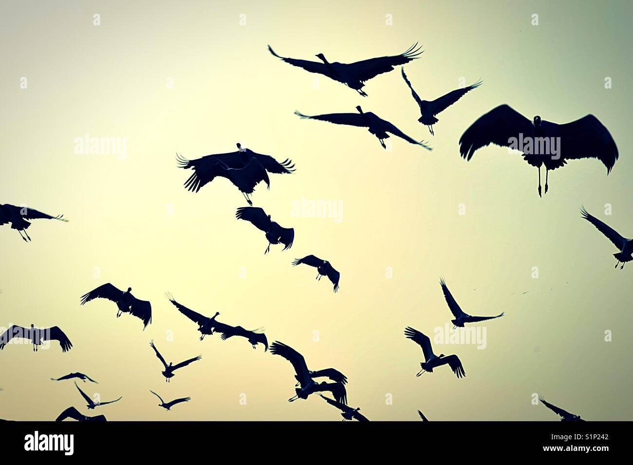 Fliegende Vögel in Indien Stockfoto