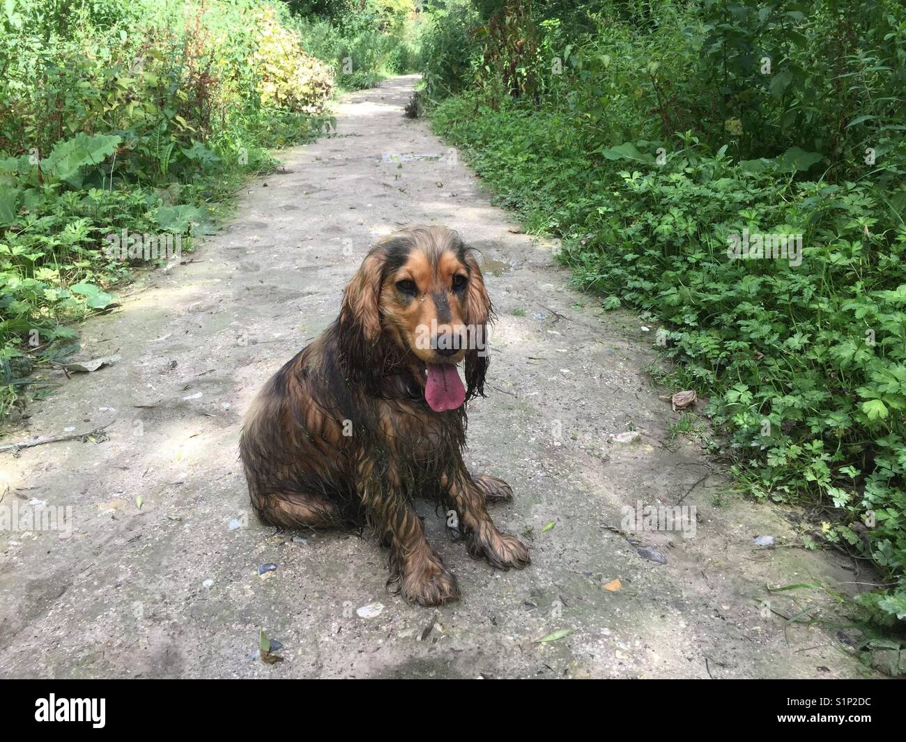 Nasser Hund nach dem Schwimmen im Teich Stockfotografie Alamy