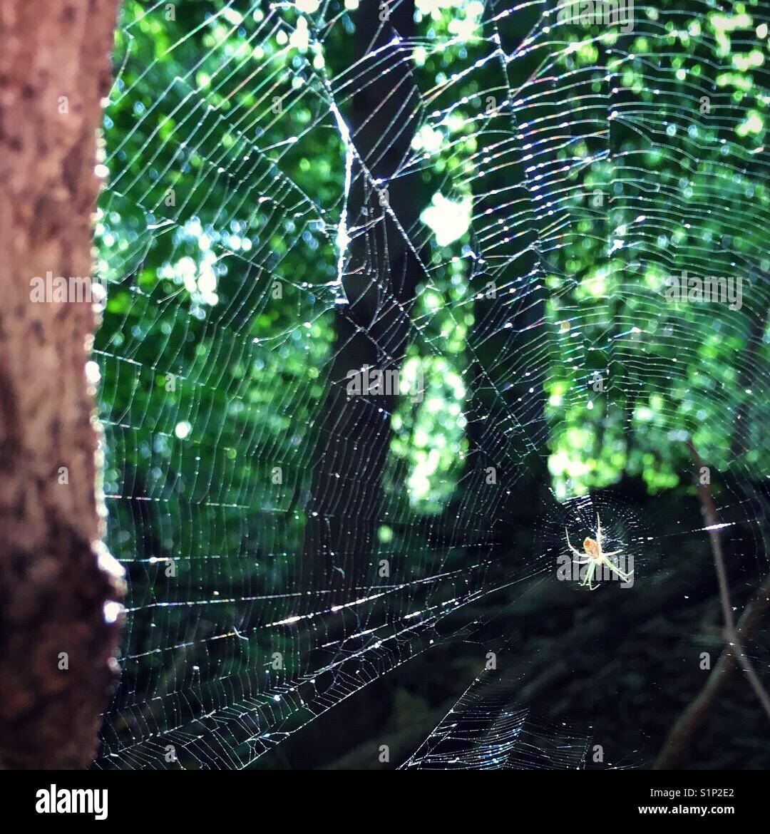 Die Spinner Stockfoto