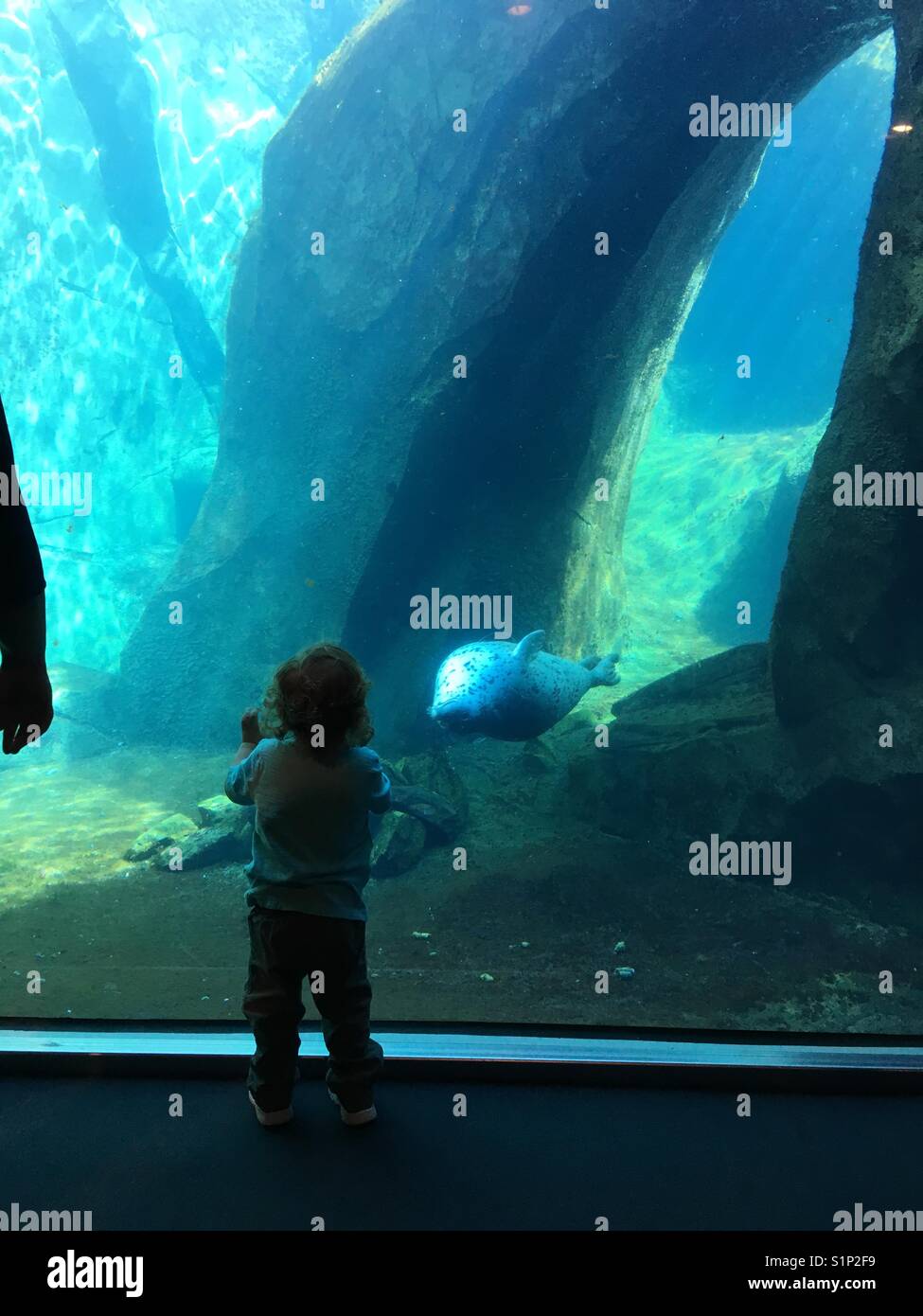 Ein bewegender Moment zwischen einem Kind und Dichtung in einem Aquarium Stockfoto