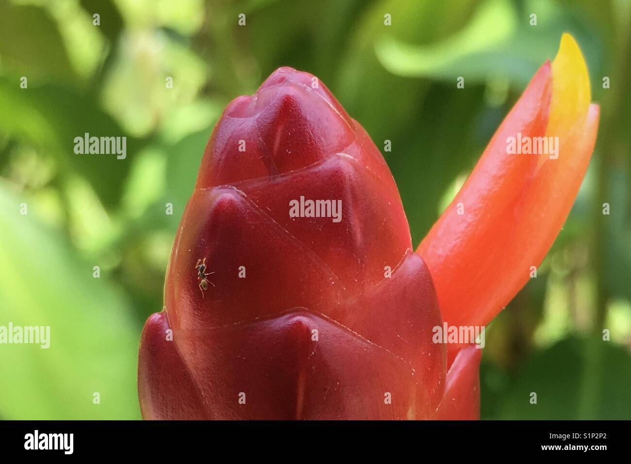 Winzige Ameise Skalierung feuer-rot Blüte mit Horn - wie gelbe Spitze, gegen Grün, Natur Hintergrund Stockfoto