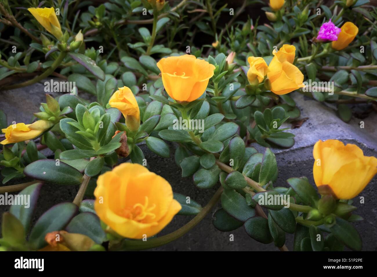 Green Purslane Portulaca Stockfotos Und Bilder Kaufen Alamy Green Purslane Portulaca Stockfotos Und Bilder Kaufen Alamy