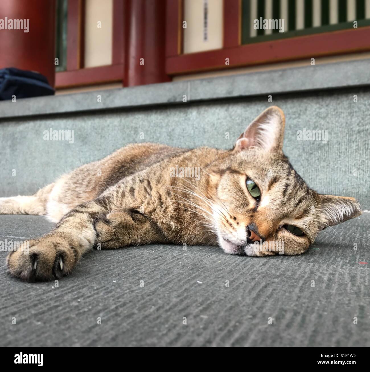 Katze mit der langweiligen Gesicht Stockfoto