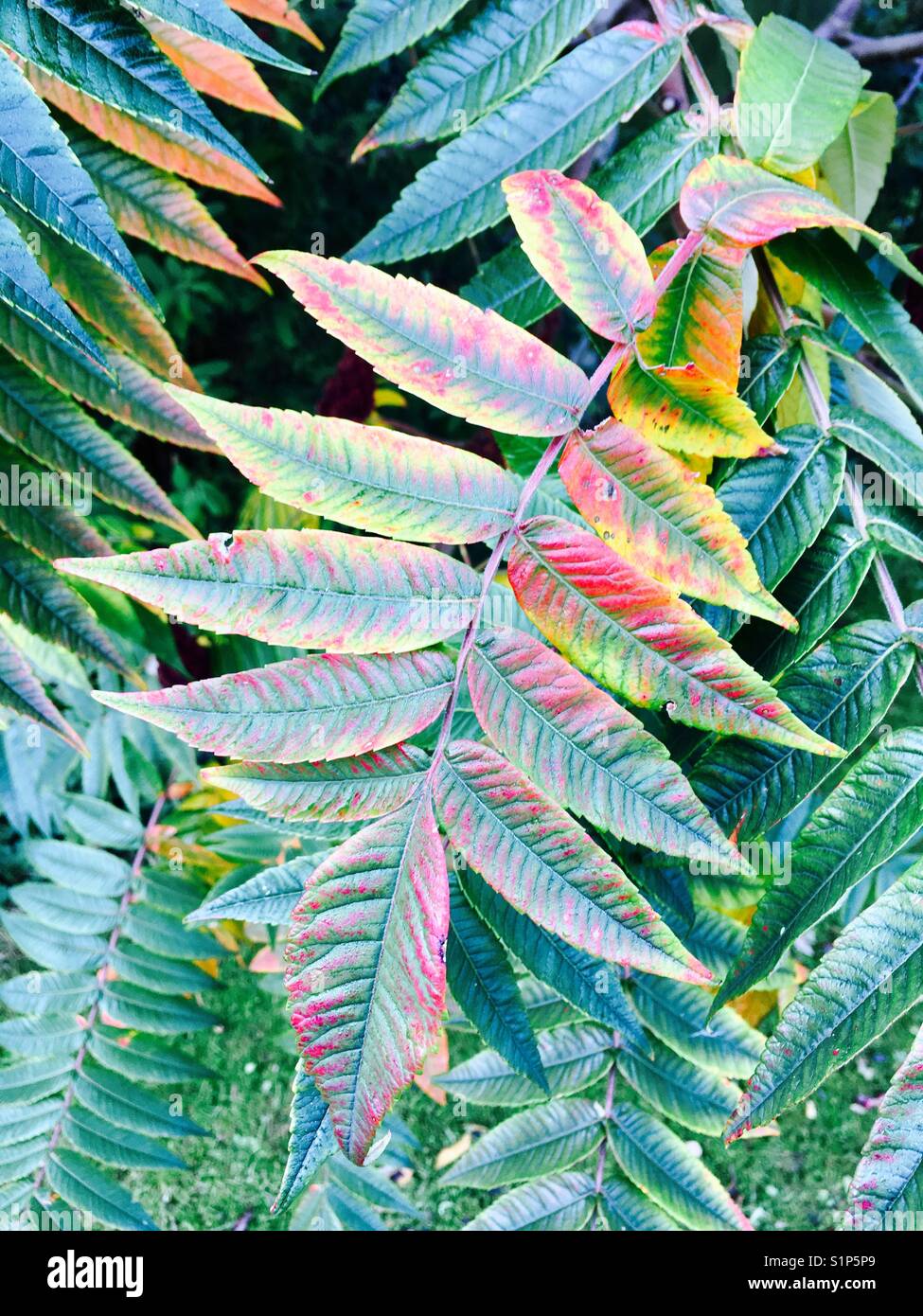 Sumac bush Fotos und Bildmaterial in hoher Auflösung Alamy