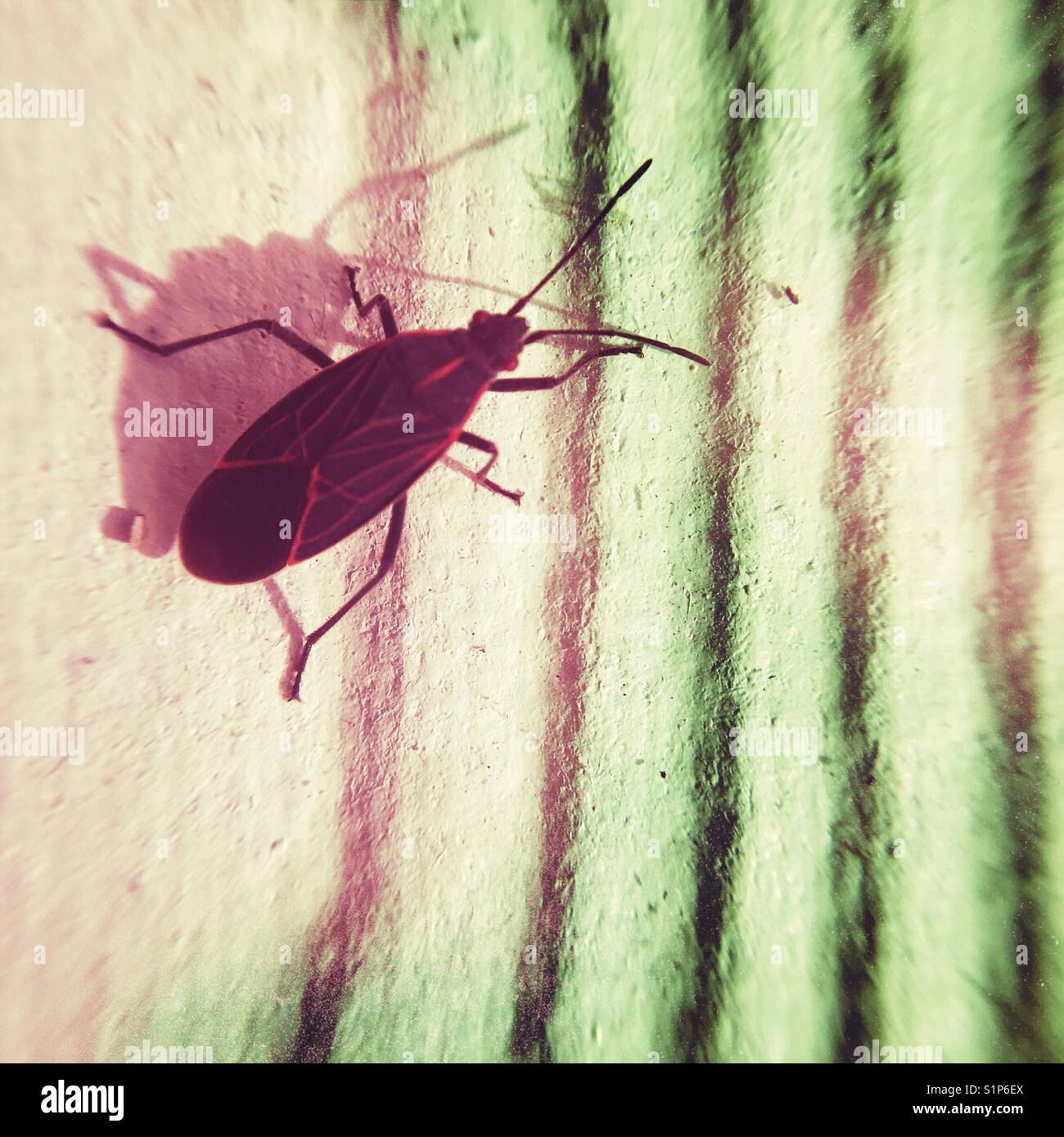 Nahaufnahme eines Boxelder bug und es ist Schatten. Platz crop. Licht leckt. - Smartphone-aufgenommenes Stockfoto