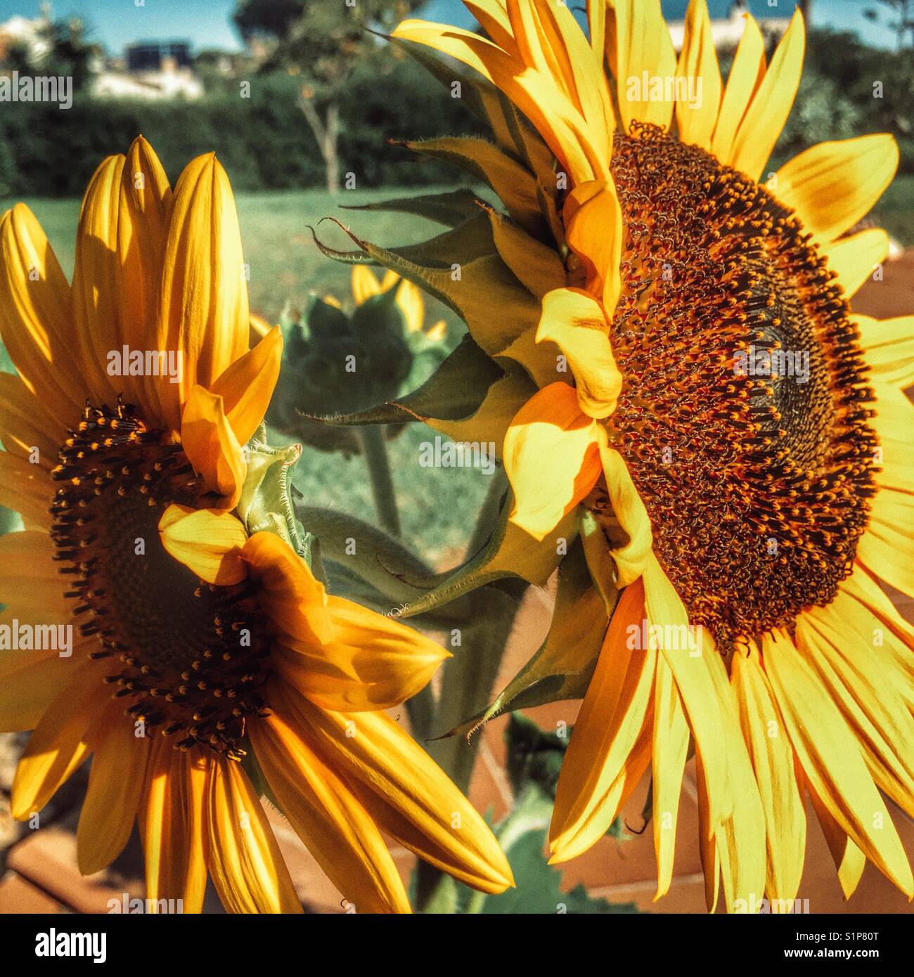 Sonnenblume, "russischen Riesen", Helianthus annuus Stockfoto