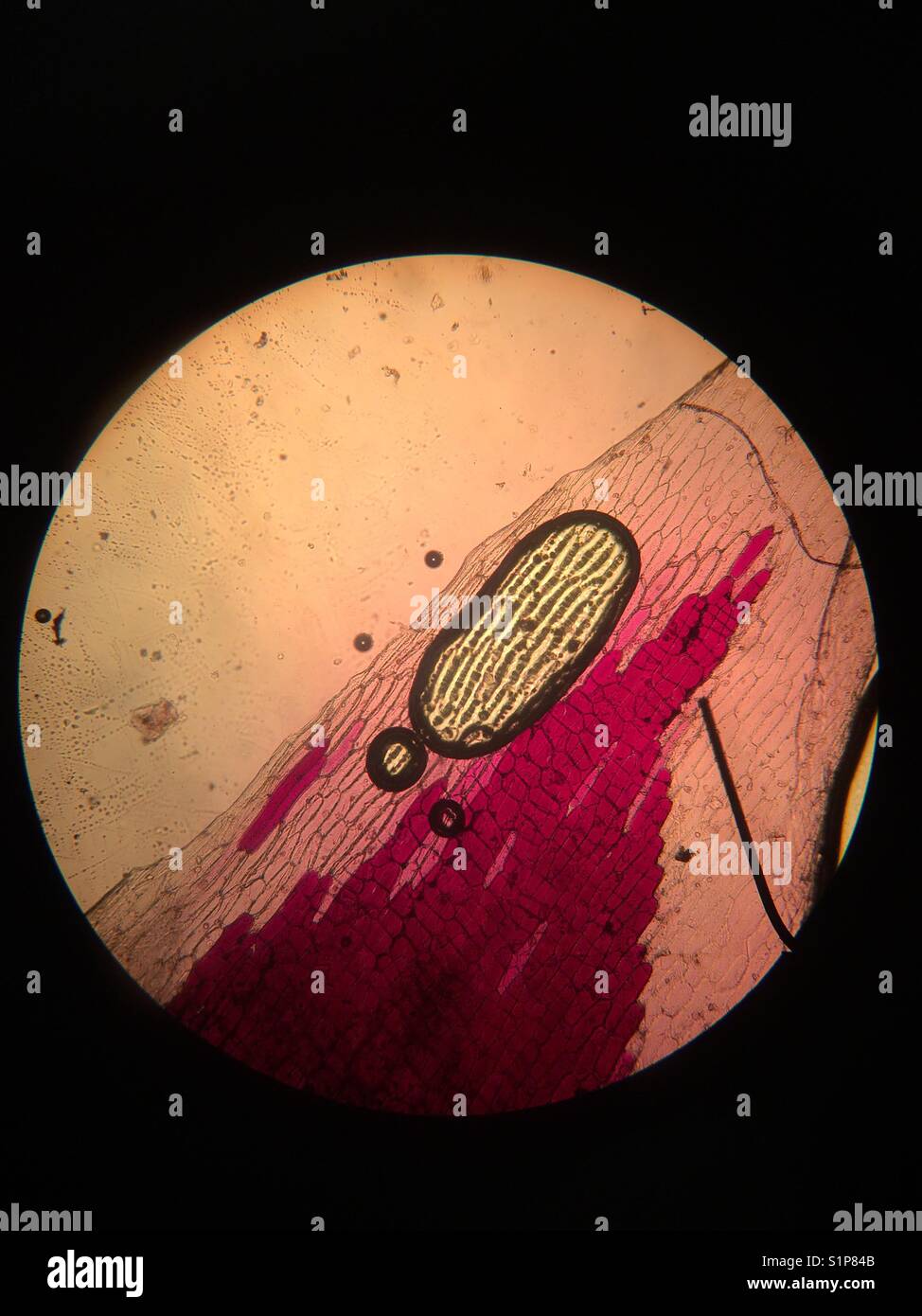 Rote Zwiebel durch ein Mikroskop Stockfoto