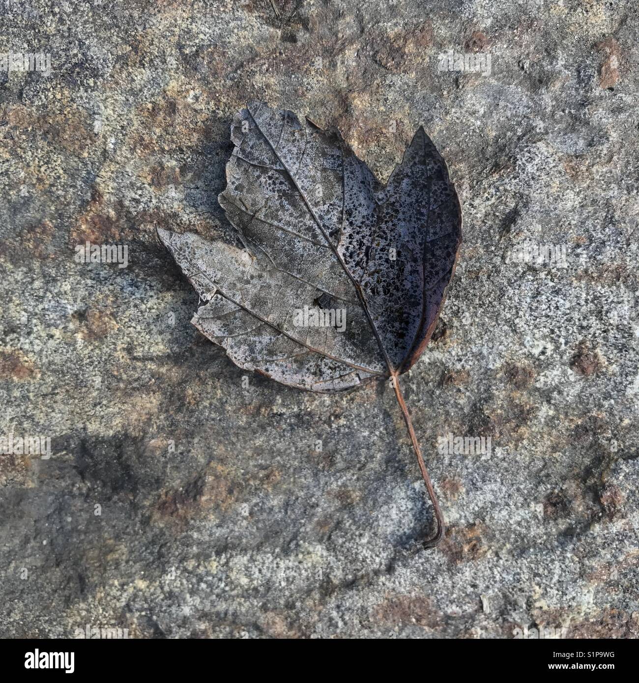 Gefallenen Blätter im Herbst. - Smartphone-aufgenommenes Stockfoto