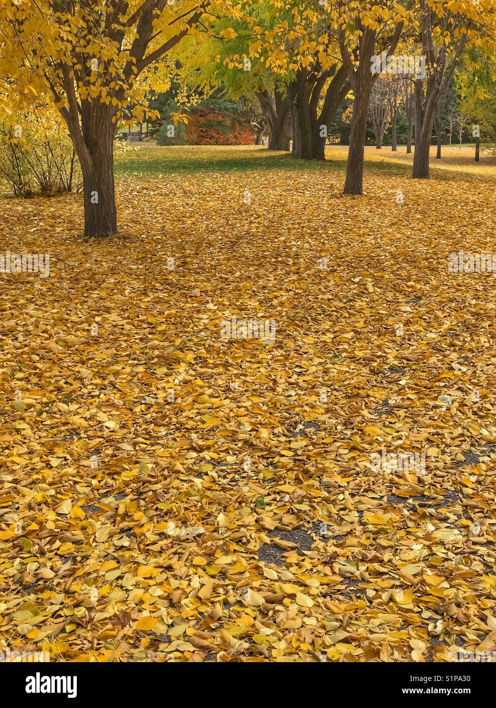 Teppich der Blätter und die herbstlichen Bäume in Baker Park, Calgary, Alberta, Kanada. Stockfoto