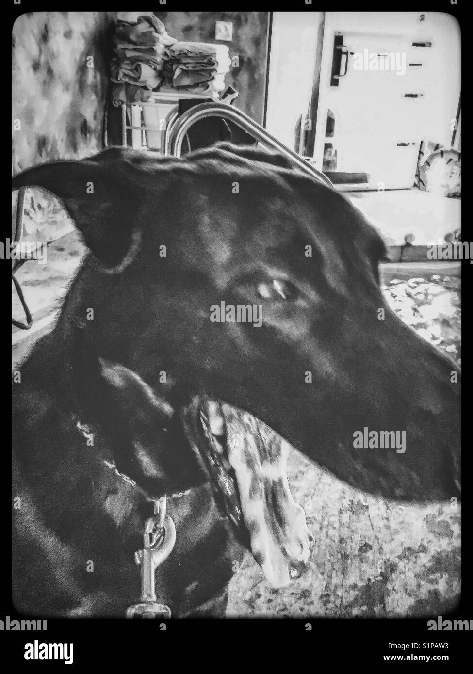 Schwarzer Schäferhund gähnen mit gefleckte Zunge Stockfoto