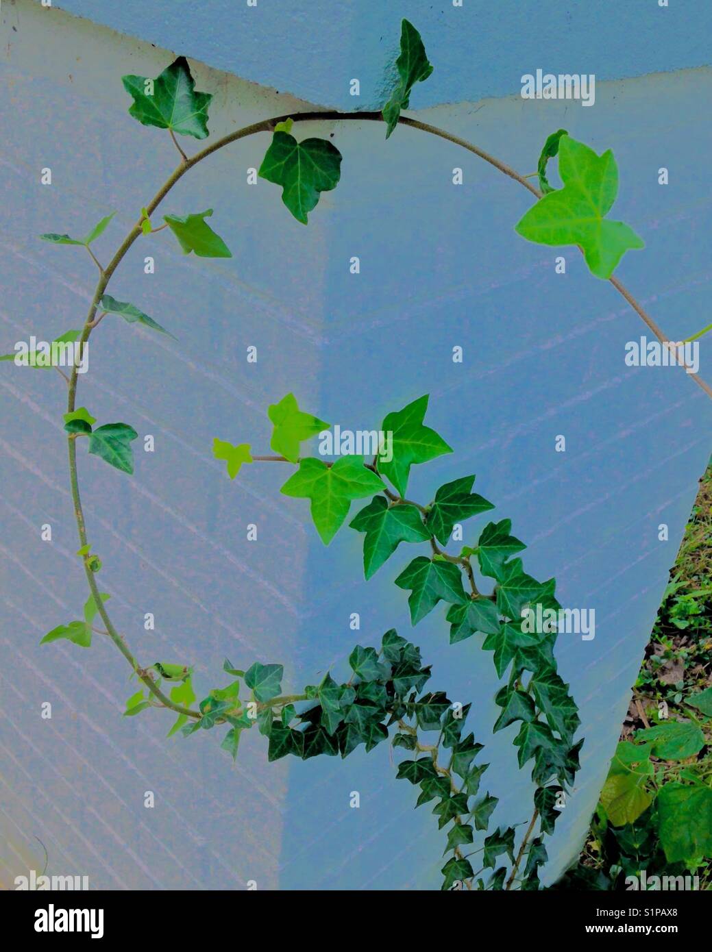 Ivied Säule Stockfoto