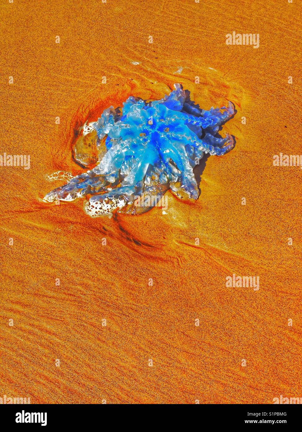 Quallen am Strand angeschwemmt Stockfoto