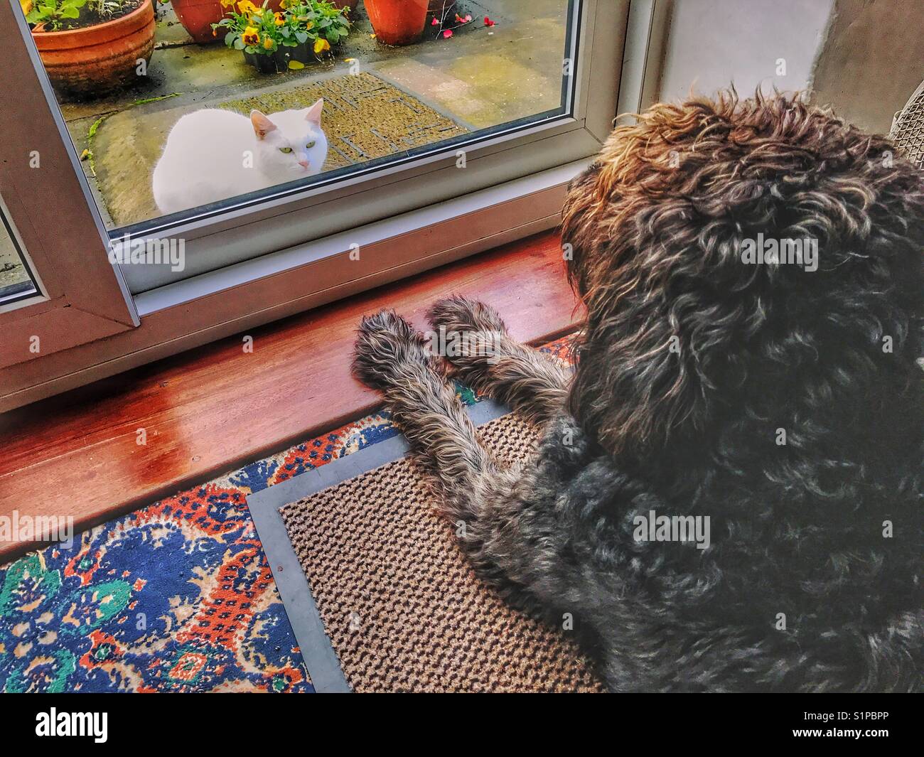 Weiße Katze schaut durch Terrassentüren auf schwarzen Hund - Smartphone-aufgenommenes Stockfoto