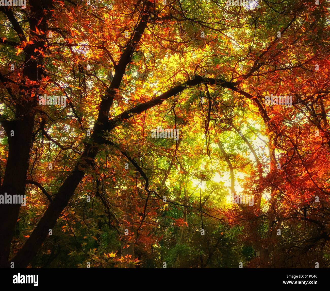 Ein herbstlicher Blick auf hinterleuchtete Bäume. Die Saison wechselt von Sommer zu Herbst (Herbst) und die Blätter werden von Grün zu Gelb und Orange. Ein Bild mit mehreren Verwendungen. Foto - © COLIN HOSKINS. Stockfoto