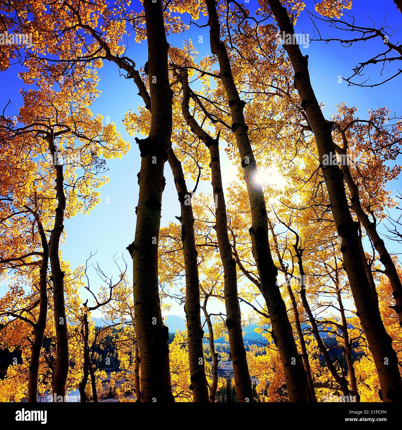 Die untergehende Sonne pokes durch den wunderschönen Aspen Bäume mit Blättern ändert sich mit der Jahreszeit Stockfoto