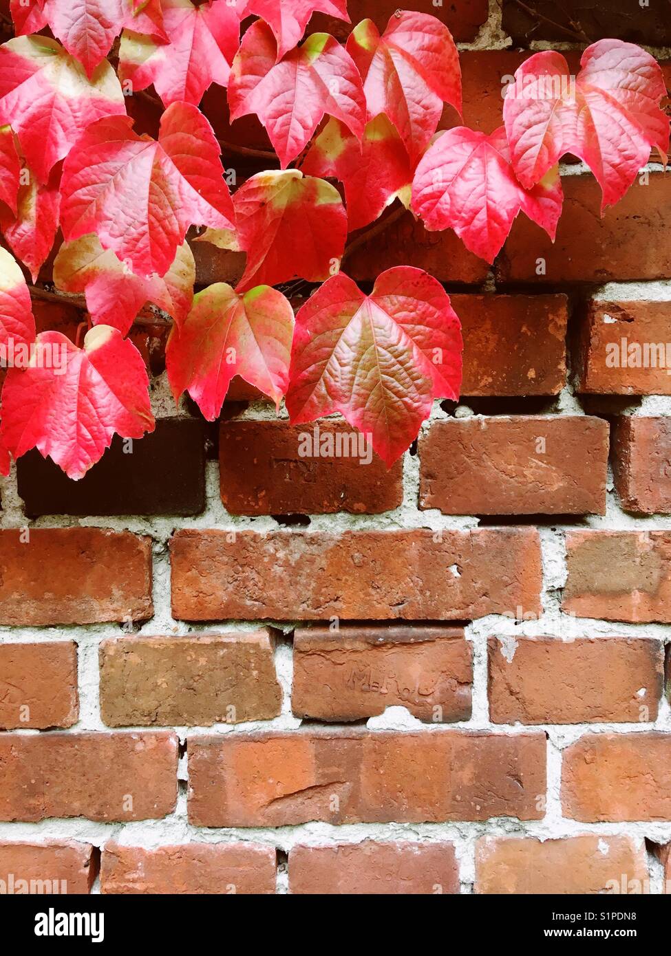 Rotwein Blätter an die Wand im Herbst Stockfoto