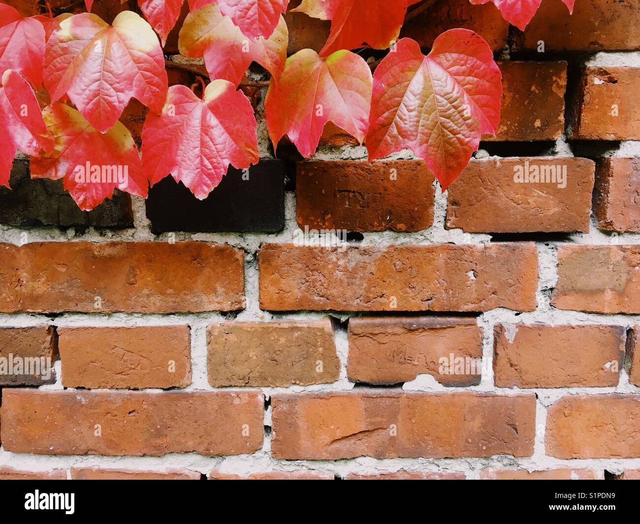 Rotwein Blätter an die Wand im Herbst Stockfoto