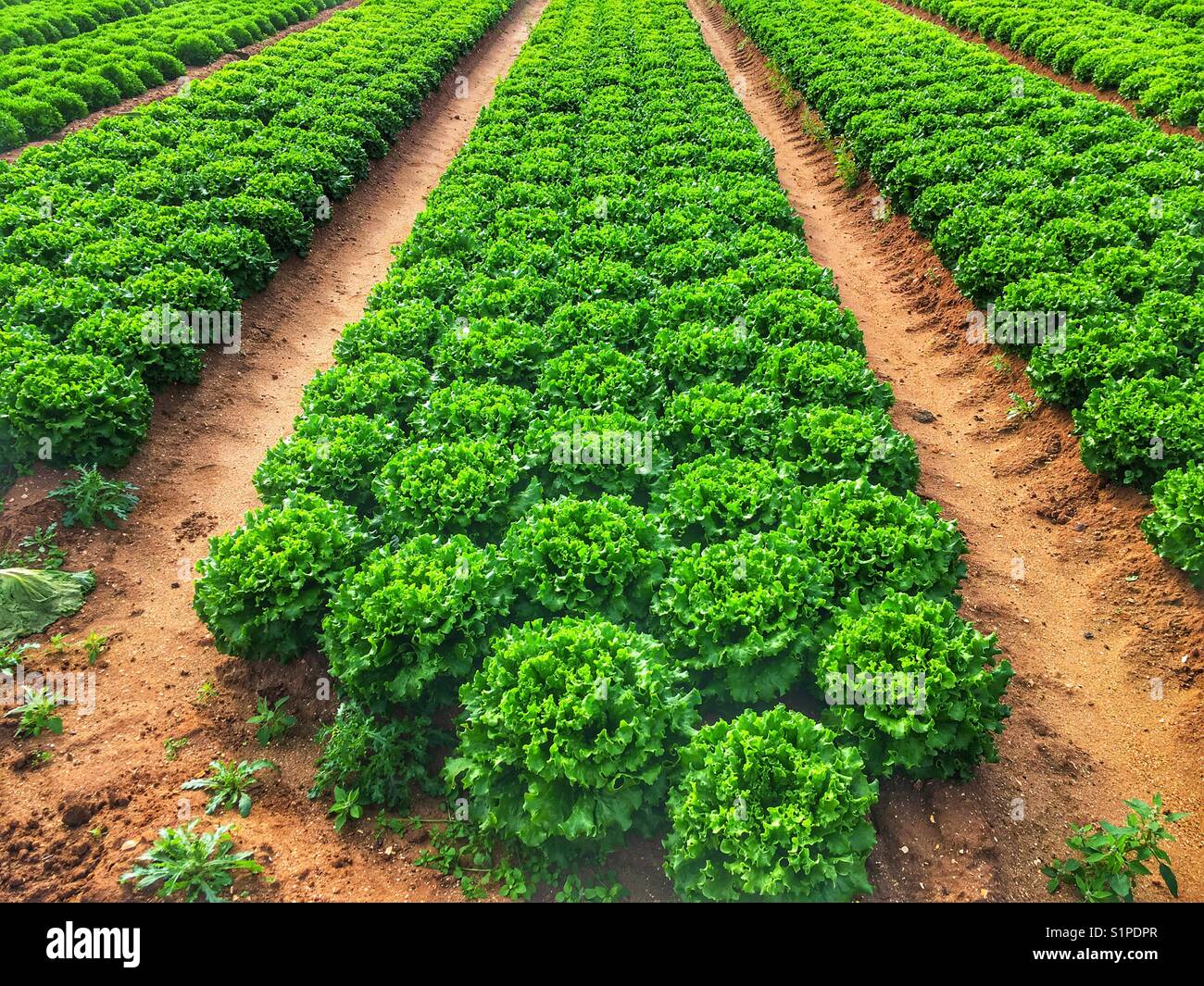 Kommerziell angebaute Salate, Alderton, Suffolk, England. - Smartphone-aufgenommenes Stockfoto