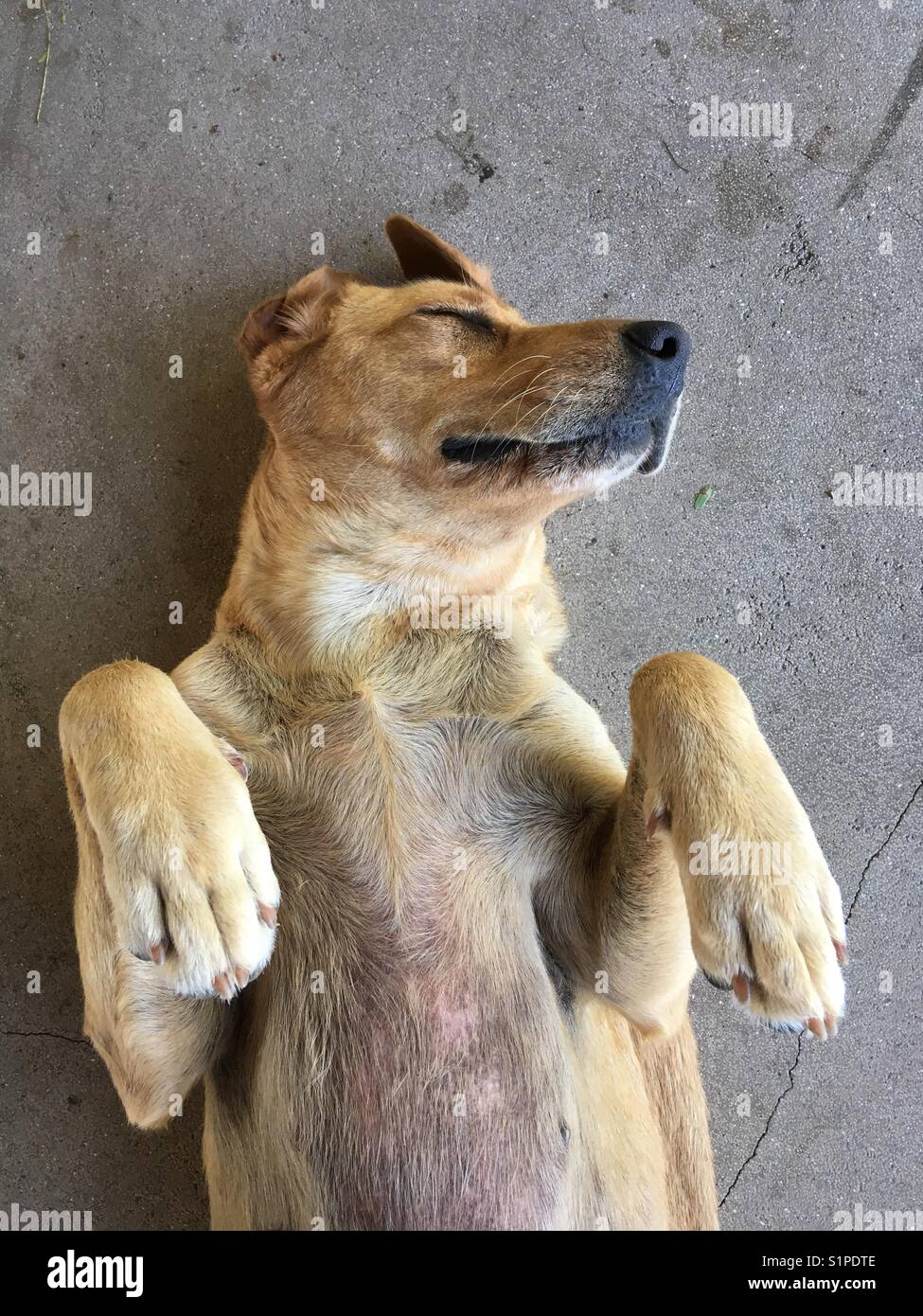 ein glücklicher Hund Stockfoto