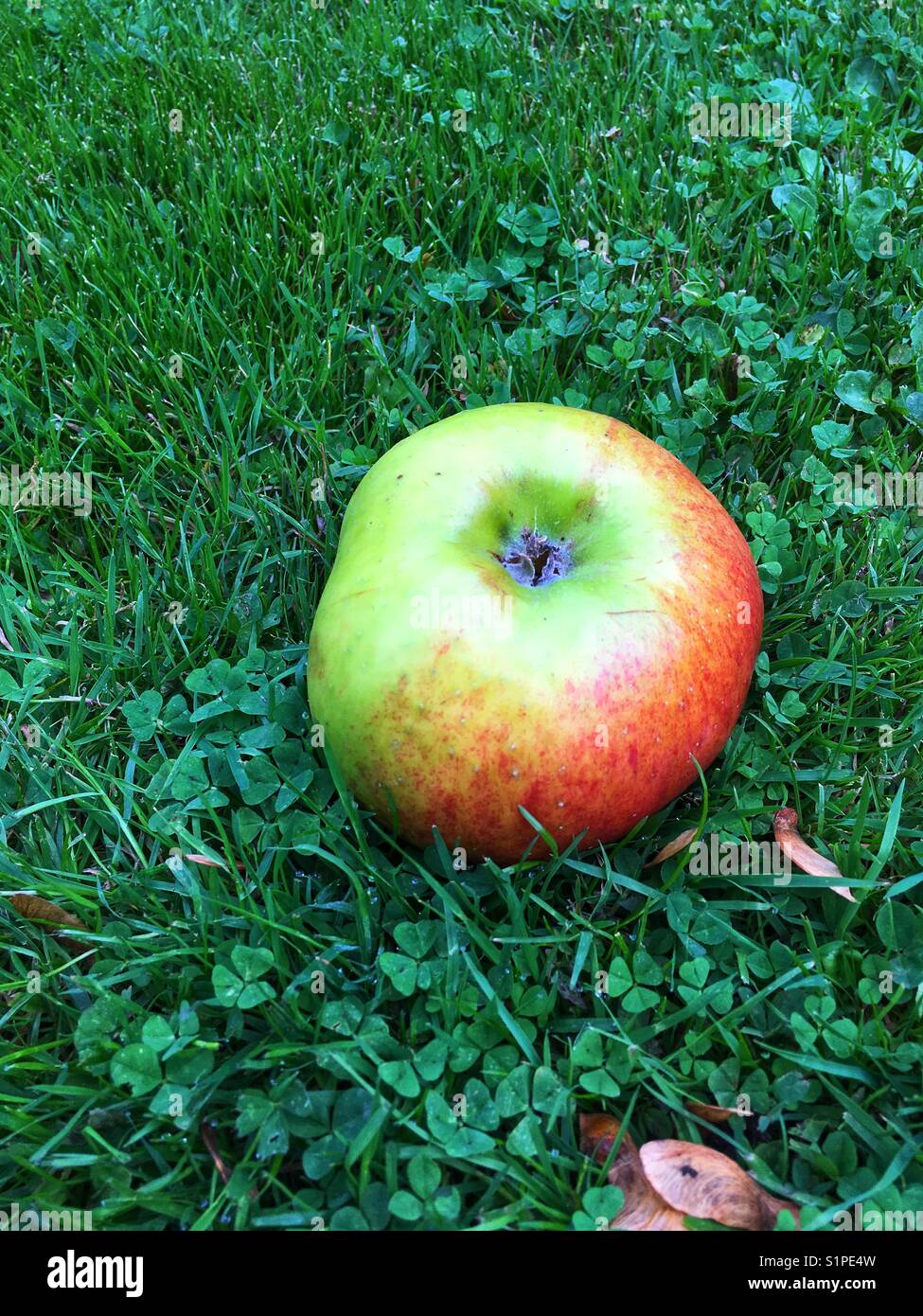 Windschlag apple Stockfoto