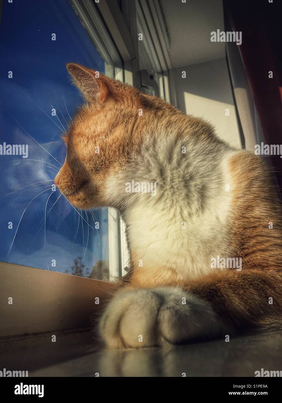 Hauskatze, die aus dem Fenster schaut Stockfoto