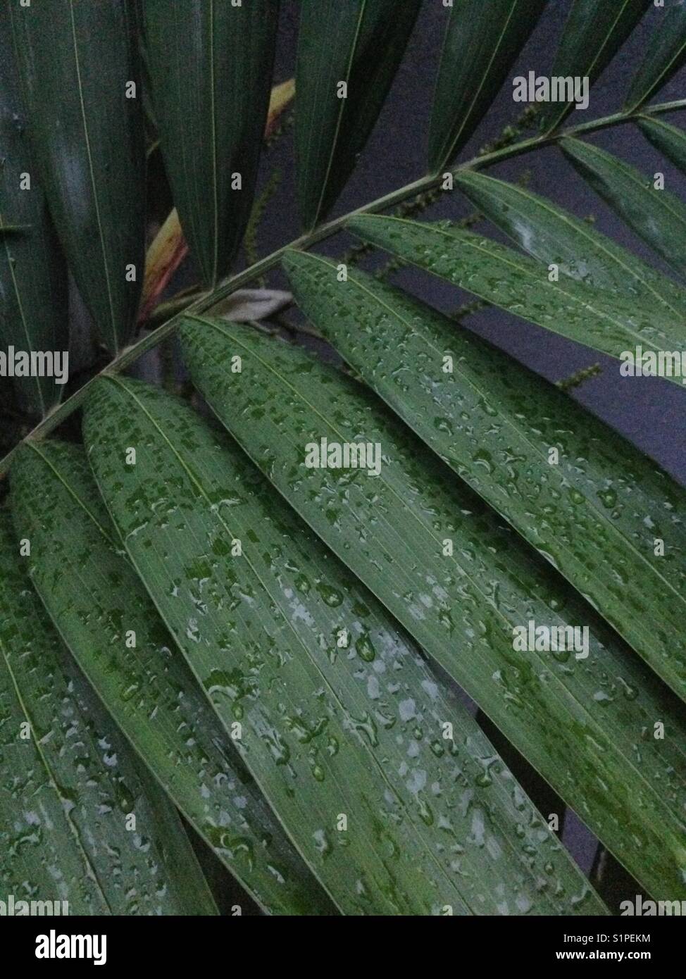 Palm Zweig nach einem Regen Stockfoto