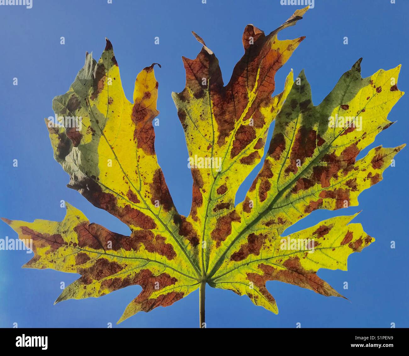 Herbstfarbe auf Blatt von Big Leaf Maple, Seattle Stockfoto