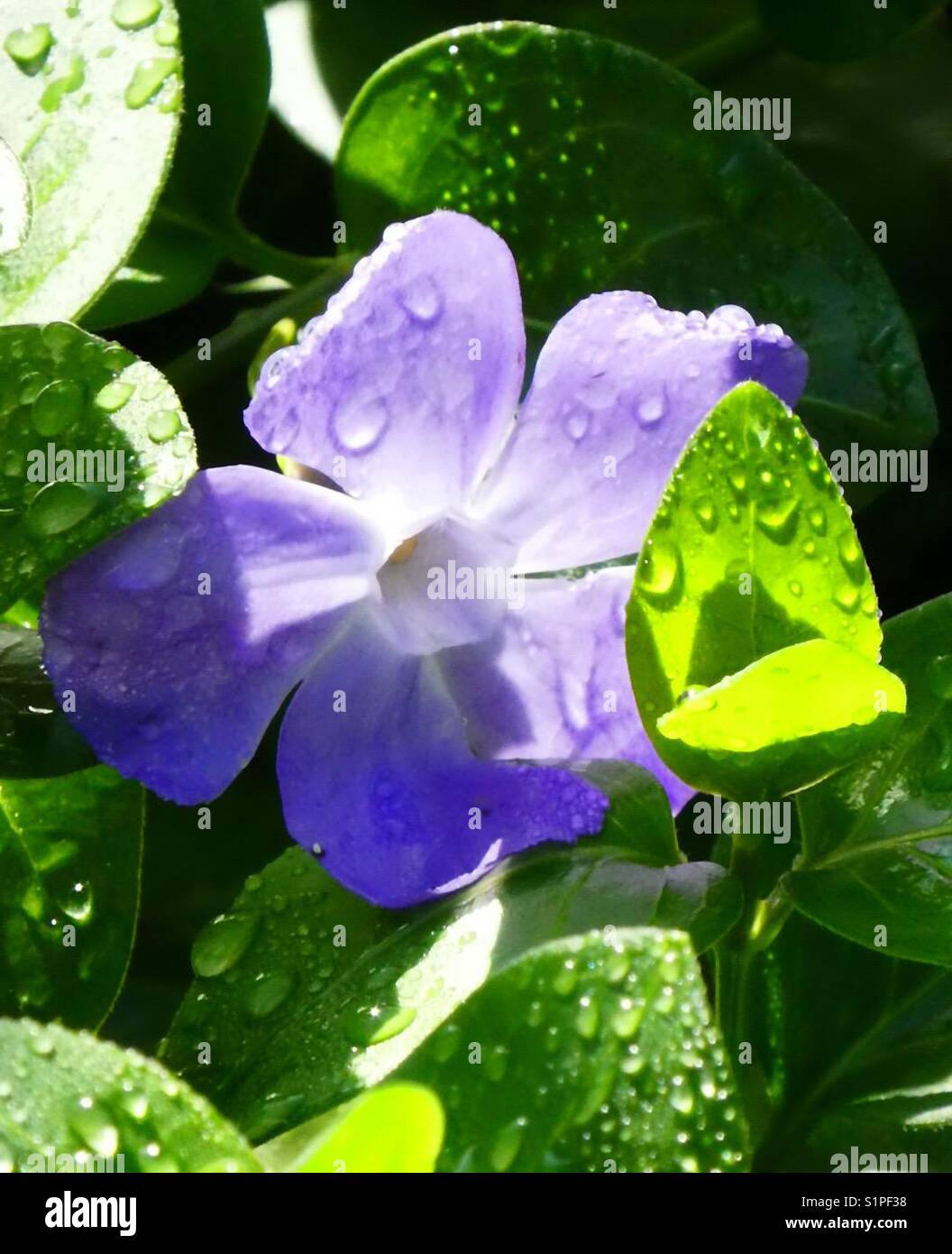 Regentropfen fallen und die Sonne scheint! - Smartphone-aufgenommenes Stockfoto