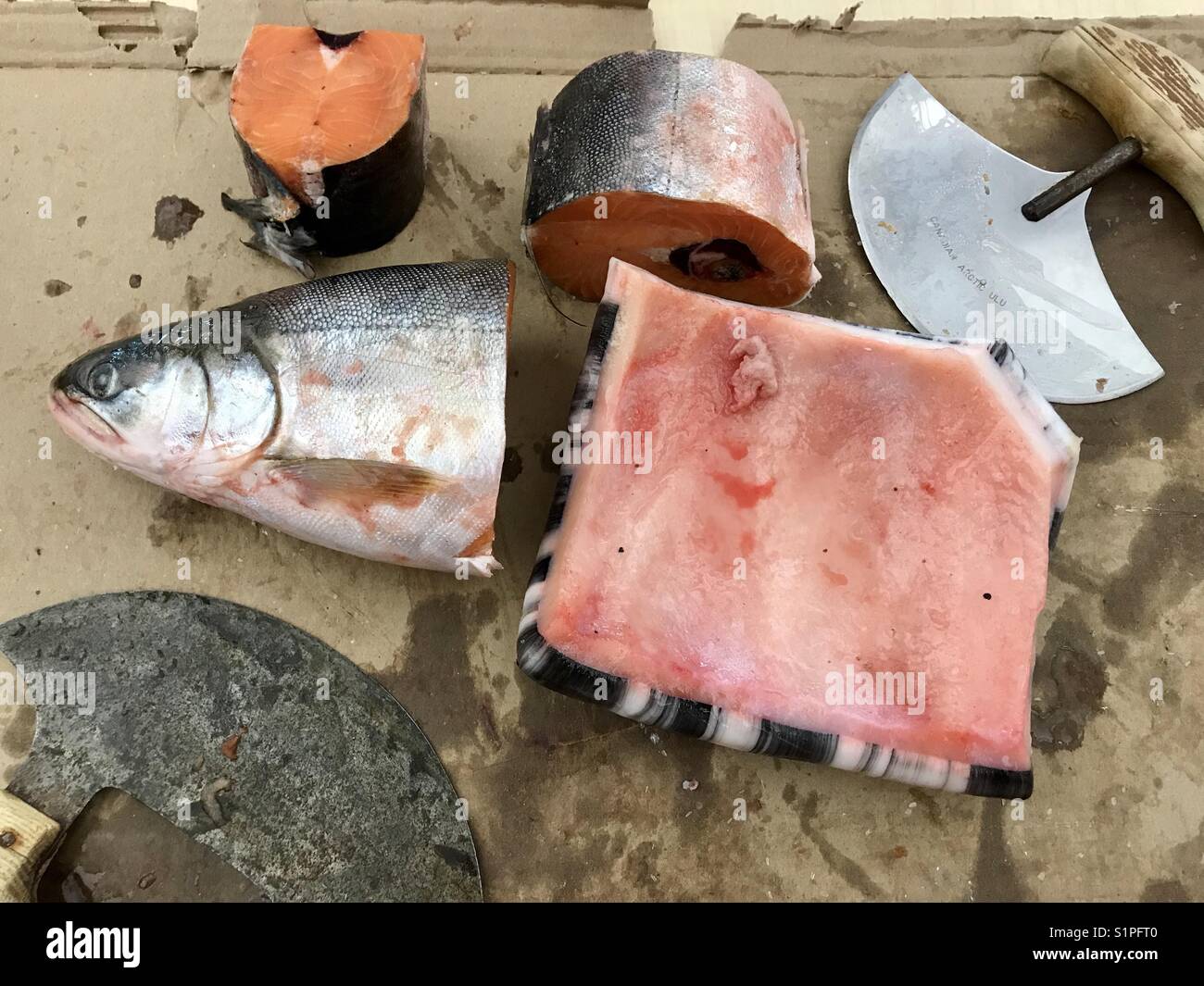 Raw Saiblinge und muktuk (narwhal) mit East Messer auf Karton Oberfläche Stockfoto