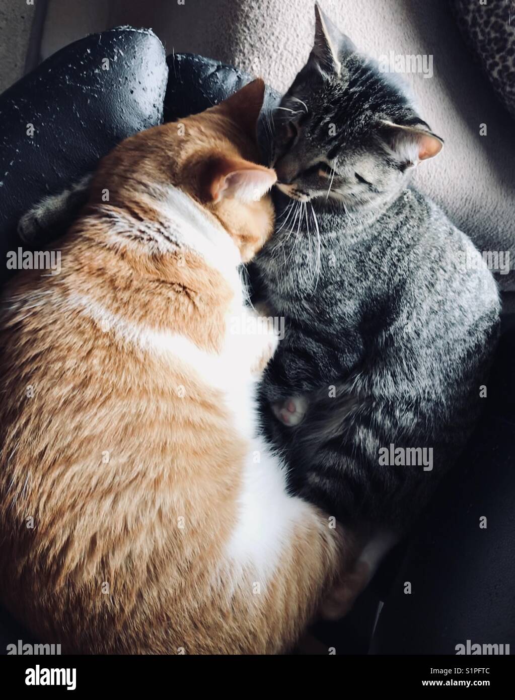 Katzen liebe -Fotos und -Bildmaterial in hoher Auflösung – Alamy