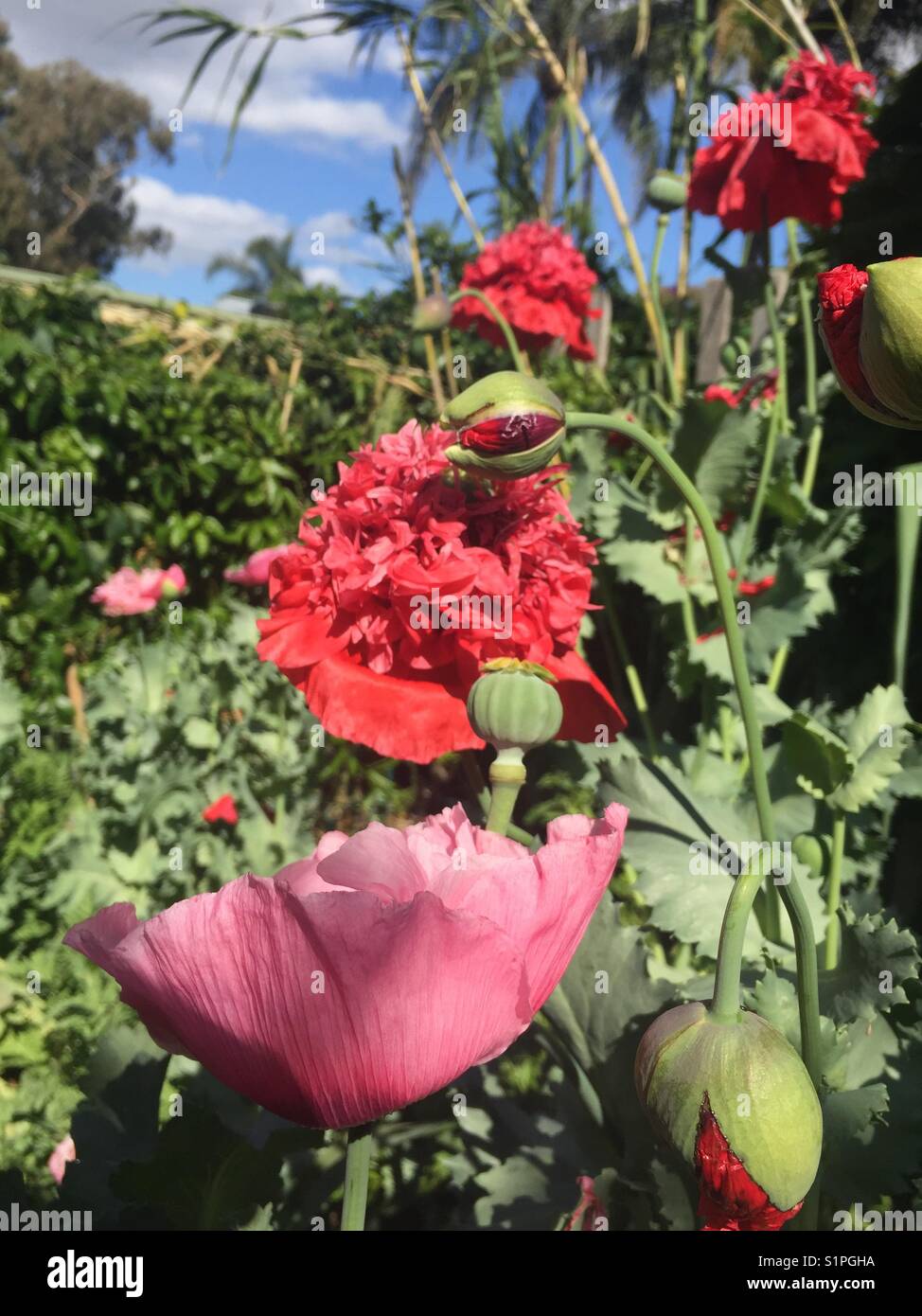 Schlafmohn (Papaver somniferum) in verschiedenen Stadien der Blüte Stockfoto