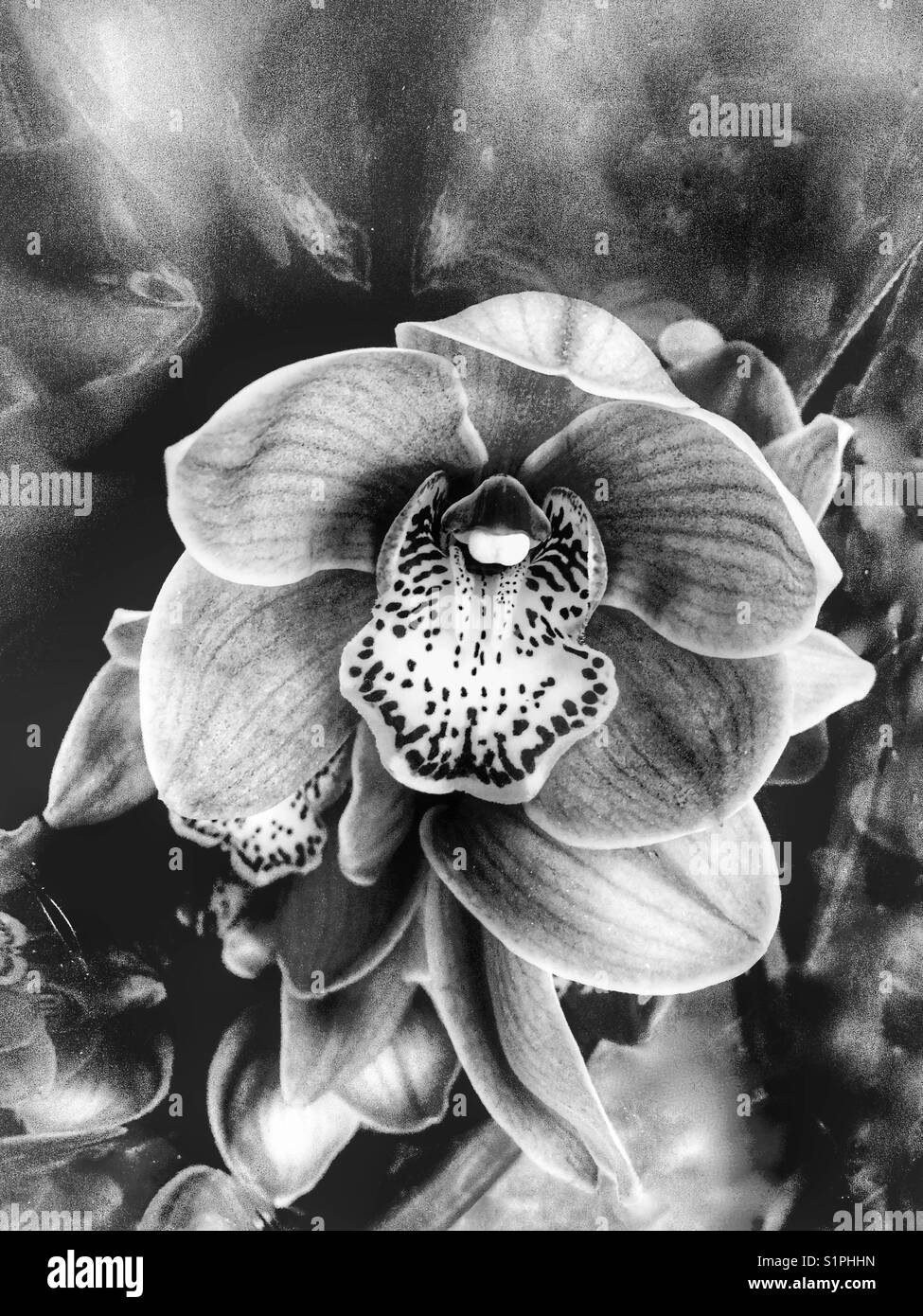 Schöne Orchidee - Smartphone-aufgenommenes Stockfoto