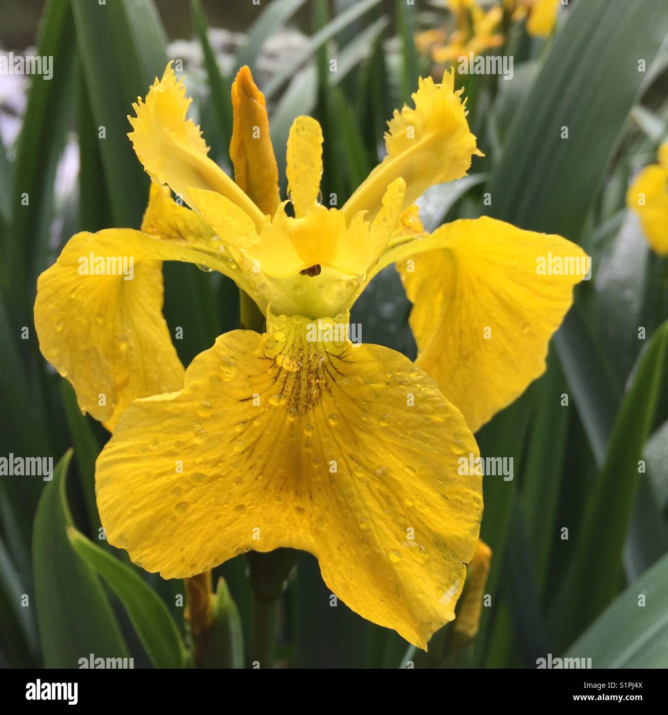 Iris pseudacorus. Laevigatae Iris. Einzelne Gelbe Flagge Iris mit Regentropfen gegen eine grüne grüne und Wasser Hintergrund Stockfoto