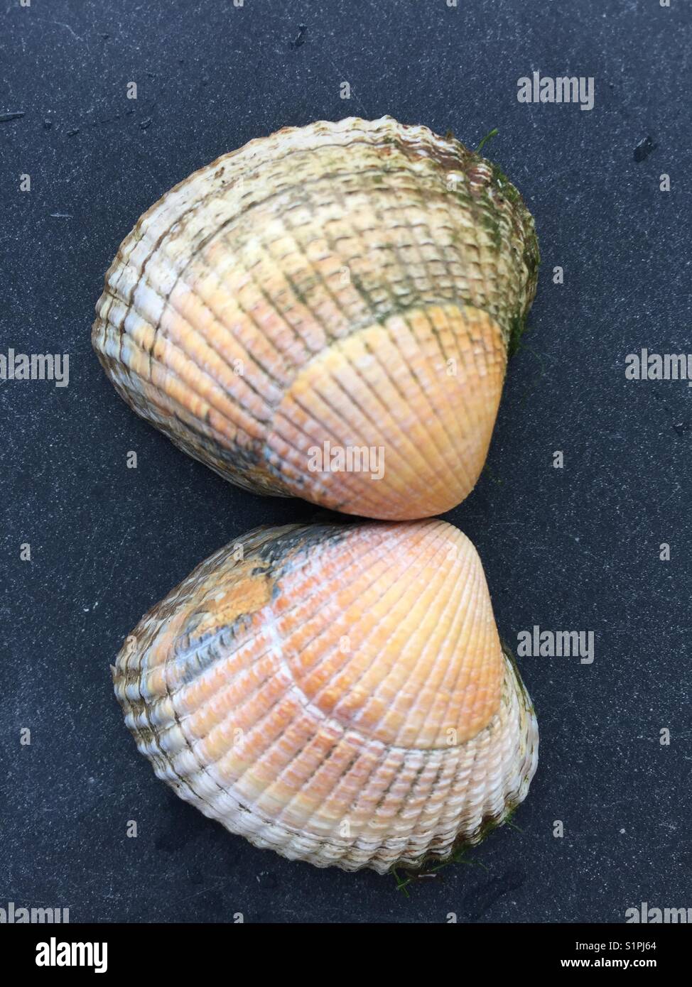 Mehrfarbige cockle sea shell Stockfoto