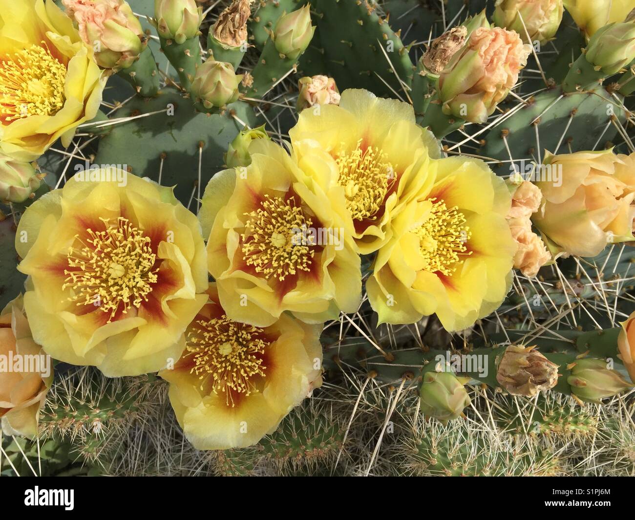 Feigenkakteen gelbe Blüten mit rotem Zentrum. Opuntia Stockfoto