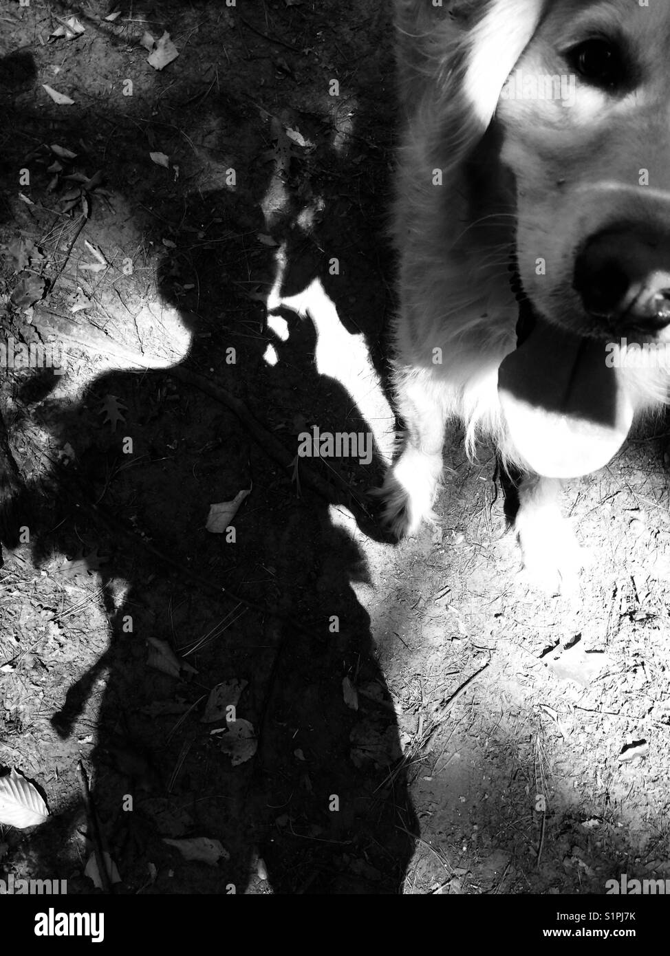 Person Silhouette mit Hund. Stockfoto