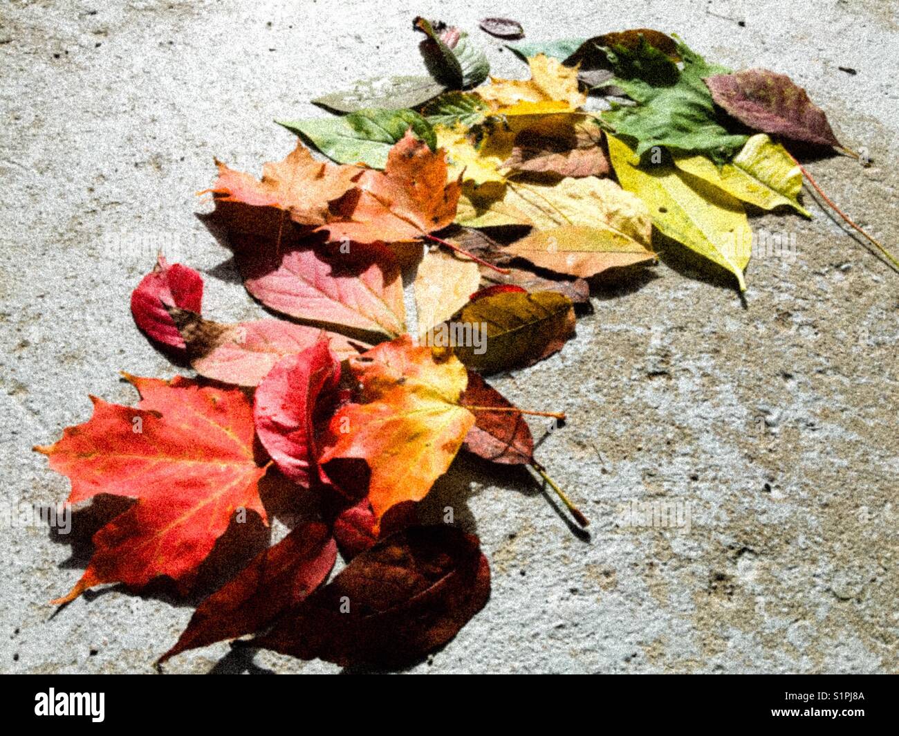 Rustikale Körnung verschiedener Herbstblätter auf rustikalem Beton Stockfoto