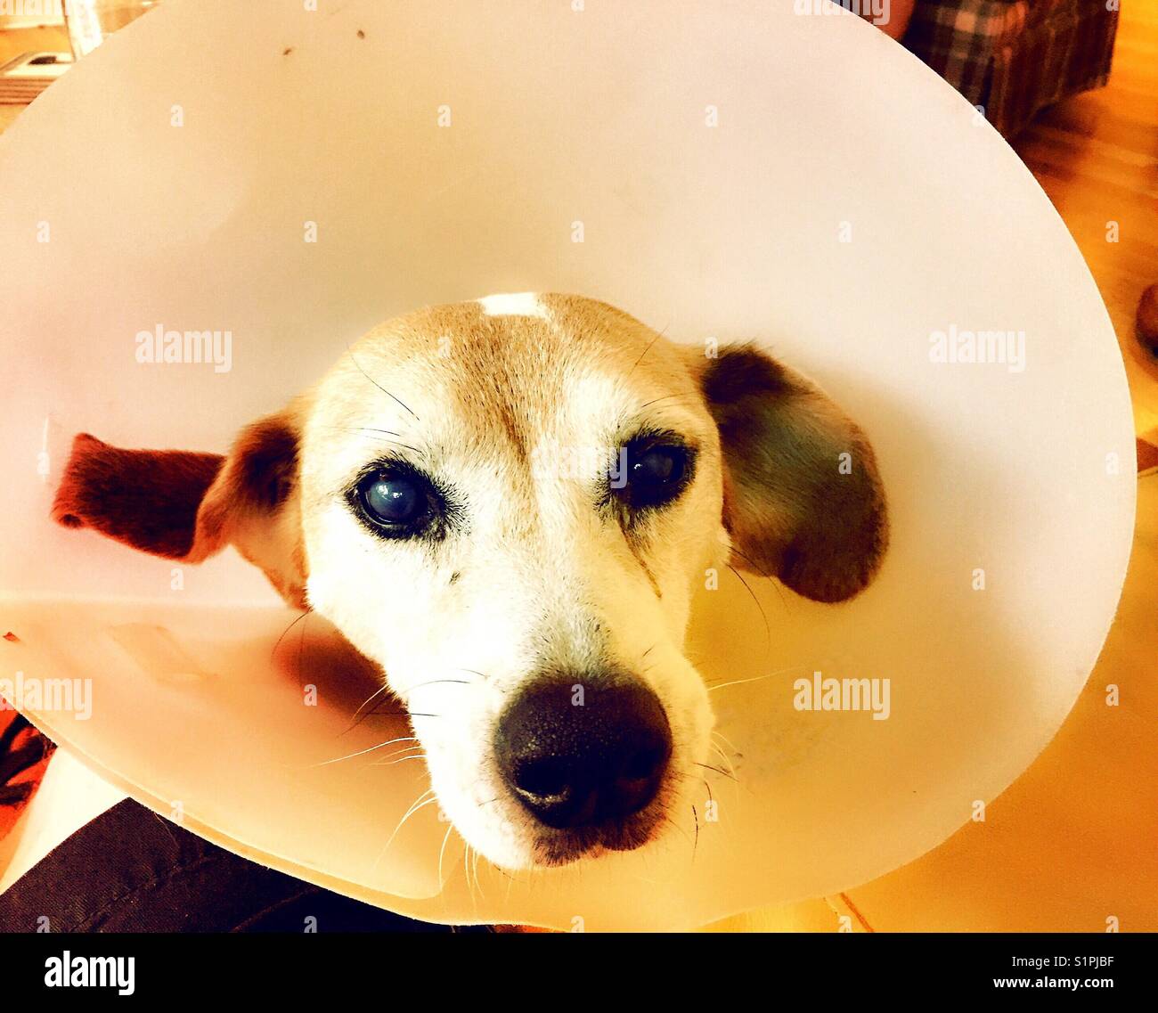 Mischlingshund mit Elizabethan Halsschutz, USA - Smartphone-aufgenommenes Stockfoto