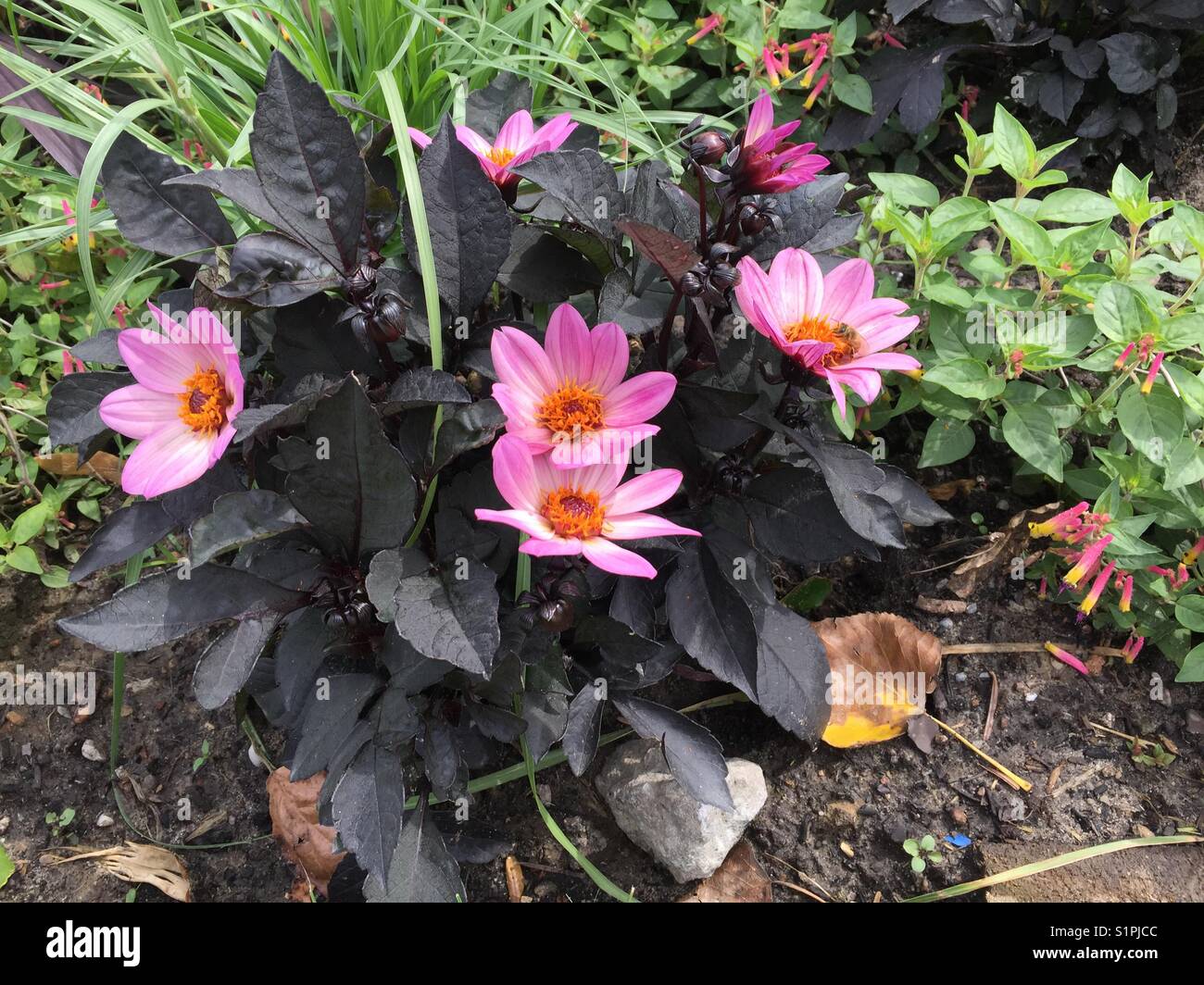 Dahlie 'Happy days Pink' mit lila Laub Stockfoto