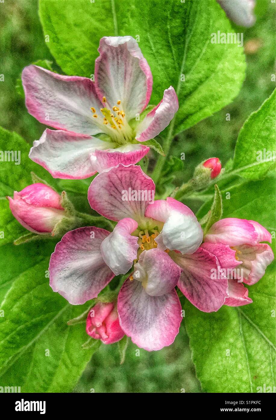 Pink apple tree blossoms Stockfoto