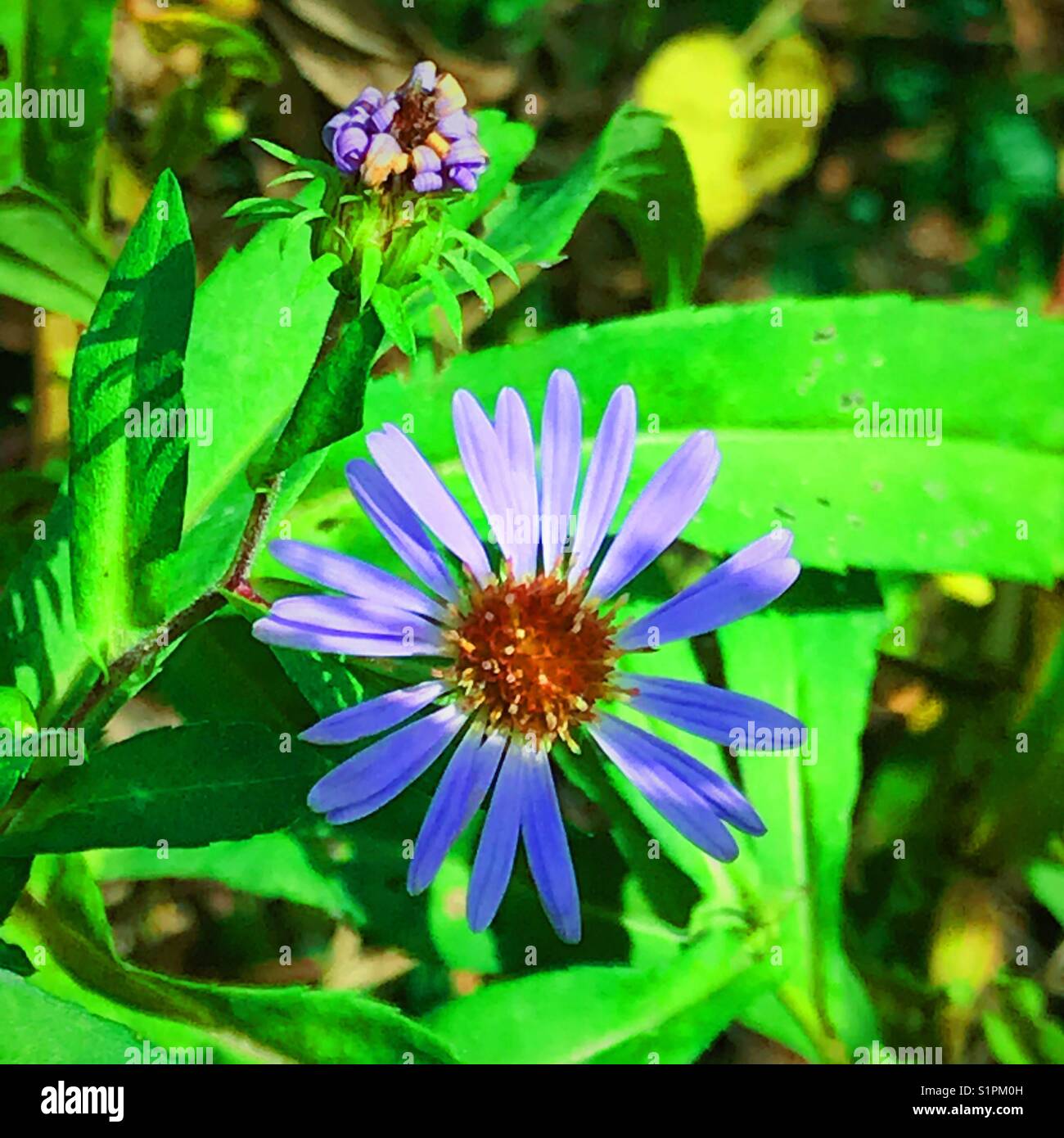 Super gesättigte Lila Blume Stockfoto