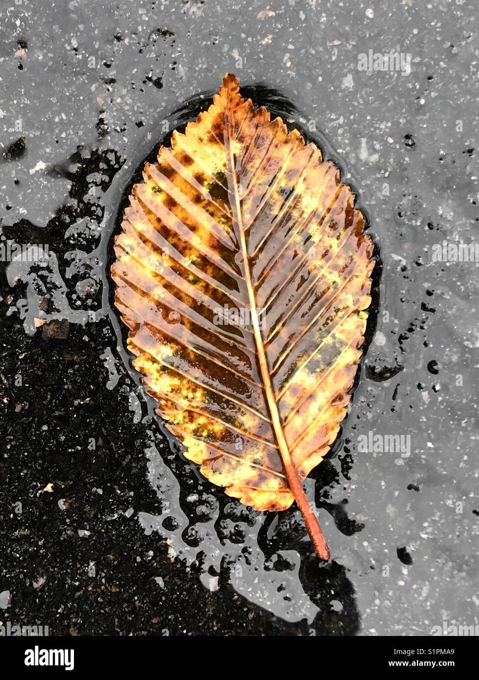 Gefallenen Blatt 8, regnerischer Tag Stockfoto