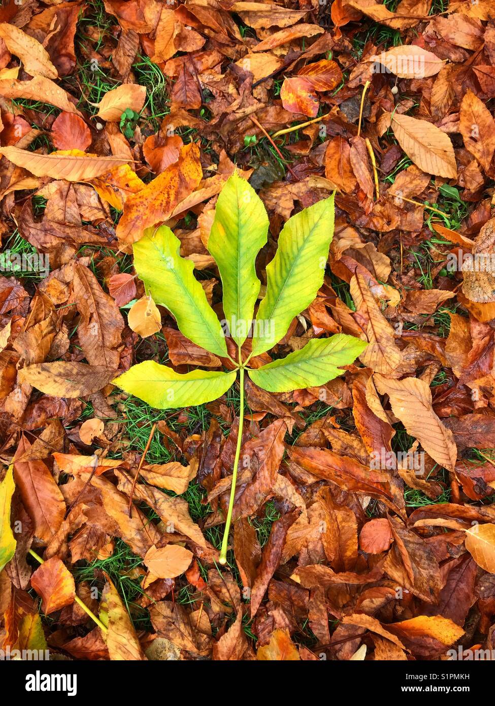 Einzelnes grünes Rosskastanienblatt gegen goldene Herbstblätter Stockfoto