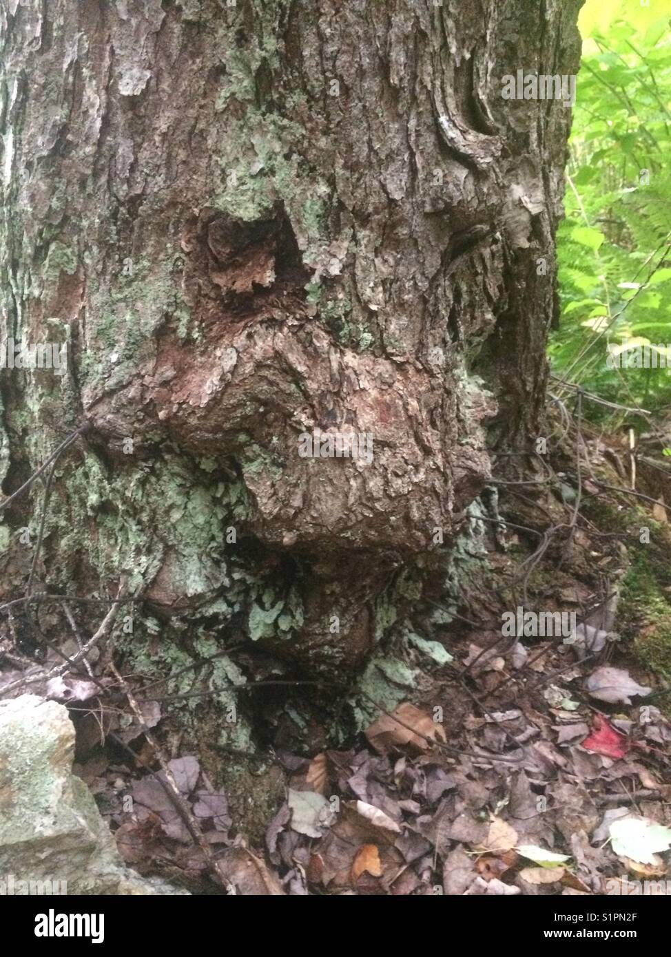 Monster baum Gesicht Stockfoto