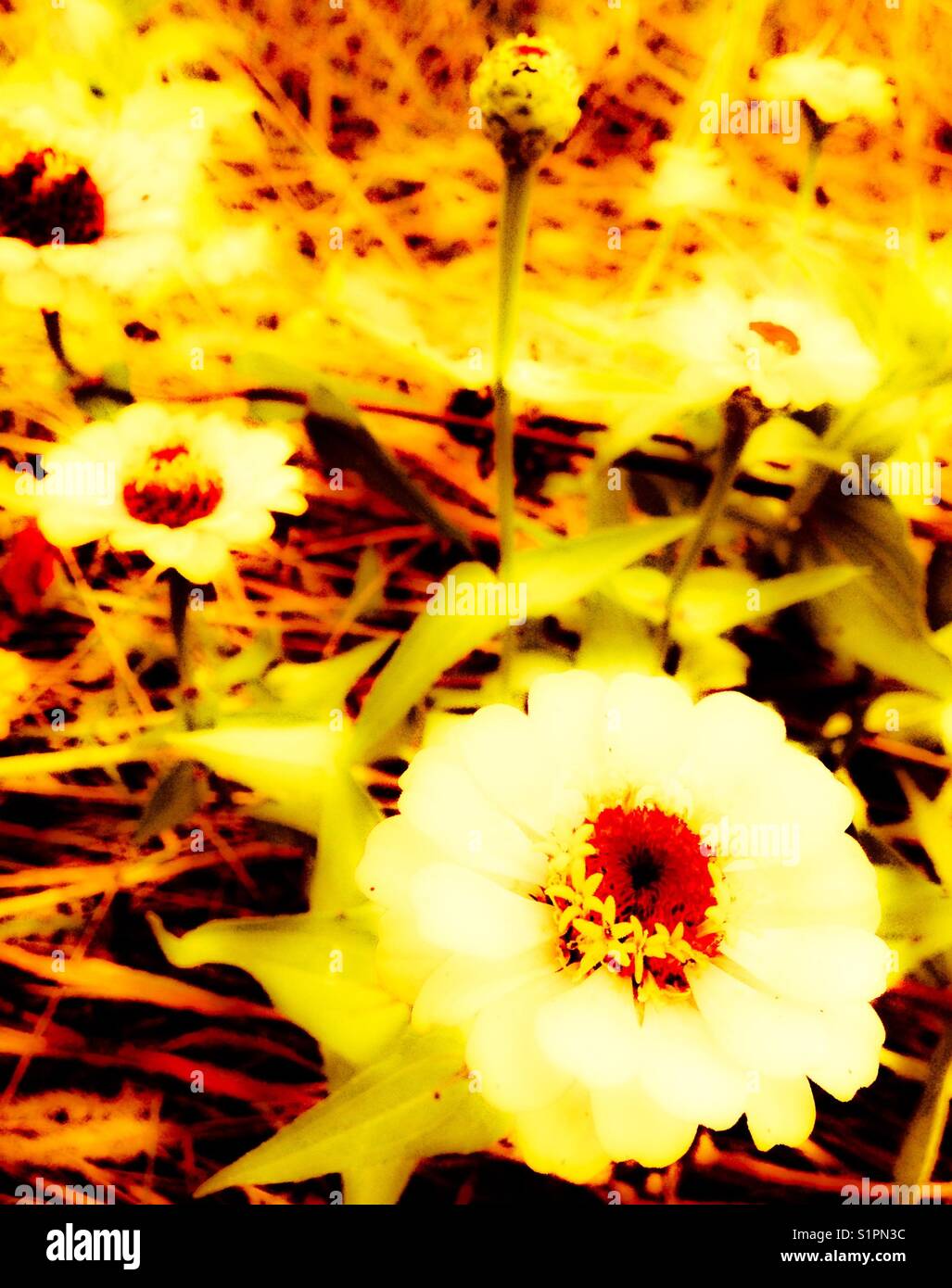 Helle Wildblumen - Smartphone-aufgenommenes Stockfoto