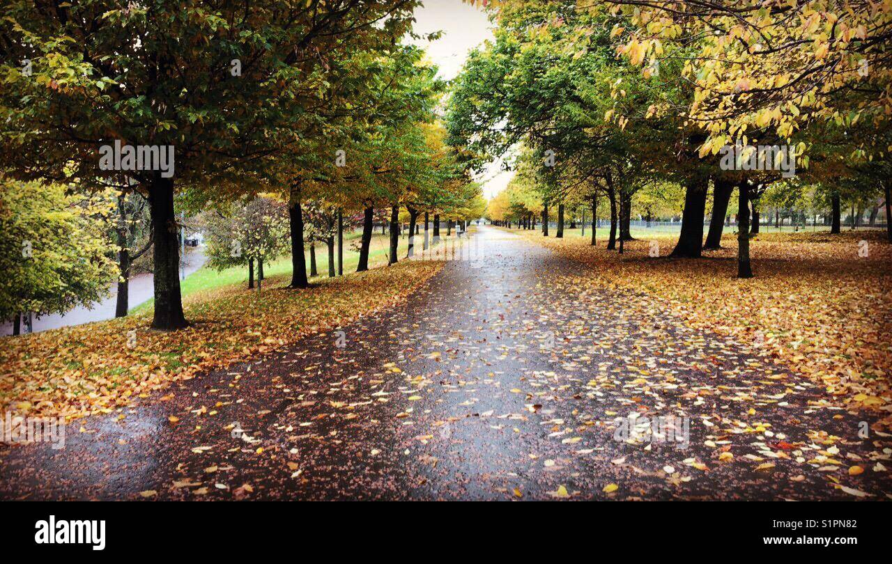 Reihe der Bäume im Herbst Stockfoto