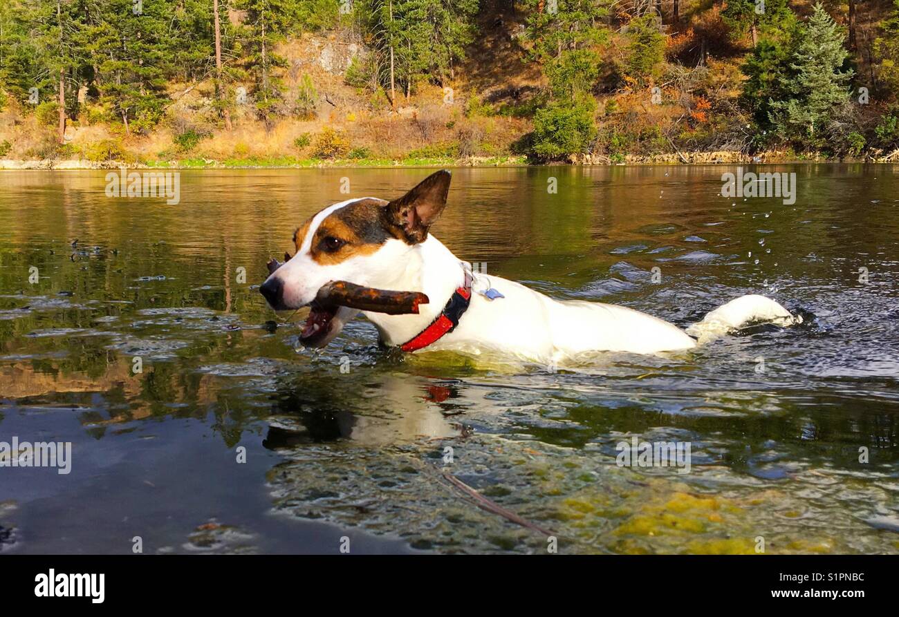 Hund mit Stock in See in Richtung Ufer. - Smartphone-aufgenommenes Stockfoto