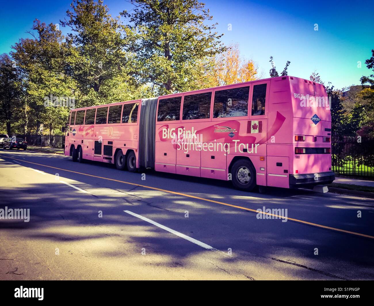 Rosa Tandem Bus Stockfoto